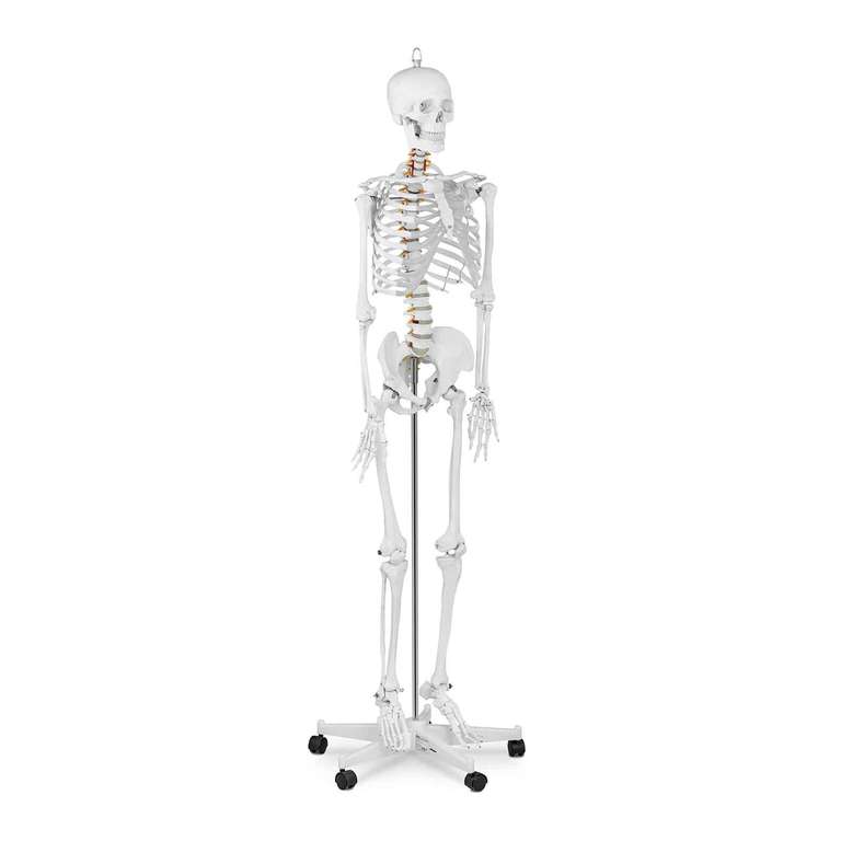 Modelo anatómico de esqueleto - tamaño natural: El compañero esencial para el estudio de la anatomía humana