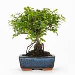 Bonsai 5 años variedades | Planta natural de interior Solo 8€! ( Oferta Válida Para Nuevos Usuarios )