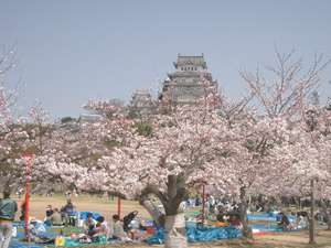 Viaje a Japón desde Madrid por 536€ I/V para ver el Hanami (floración del Cerezo) + Ideas de alojamiento