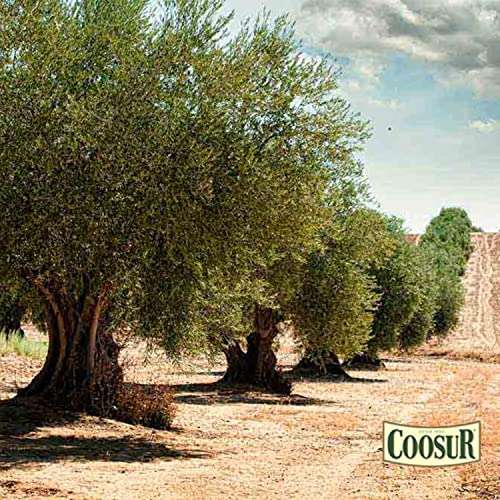 COOSUR - Aceite De Oliva Virgen Extra de Jaén, IGP. Botella 1 l