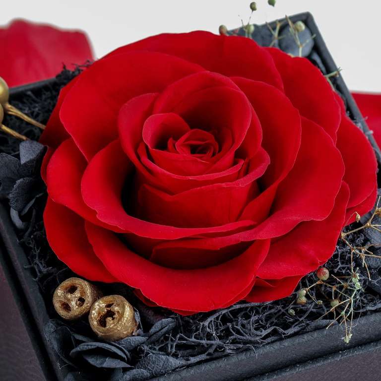 Caja con Rosa eterna preservada de flores reales y collar