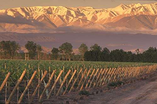 Séptima Gran Reserva Vino Tinto - Mendoza, Argentina - 75cl