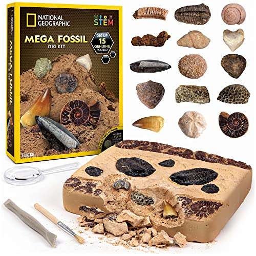 Kit de Paleontólogo con Excavaciones de15 Fósiles Auténticos