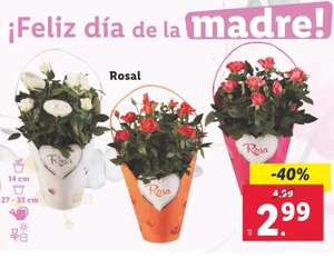 Recopilación ofertas en flores para el día de la madre en Lidl