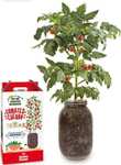 Kit de cultivo de tomate Cherry orgánico para interior con auto-riego (Dto.Al Tramitar)