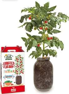 Kit de cultivo de tomate Cherry orgánico para interior con auto-riego (Dto.Al Tramitar)