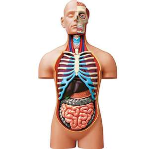 Anatomía del Torso Humano - Modelo Realista de 54 Piezas - 40 cm - Torso + Elementos Desmontables + Base - Kit de Descubrimiento