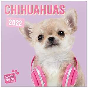 Calendario Studio Pets Chihuahuas 2022. Más modelos de mascotas en la descripción