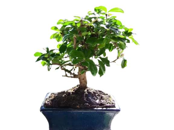 Bonsai 5 años variedades | Planta natural de interior Solo 8€! ( Oferta Válida Para Nuevos Usuarios )