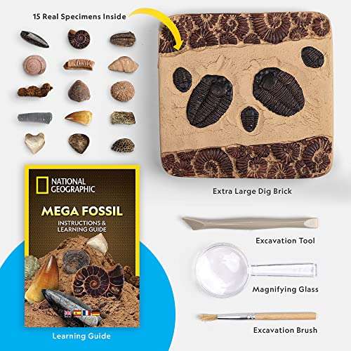 Kit de Paleontólogo con Excavaciones de15 Fósiles Auténticos