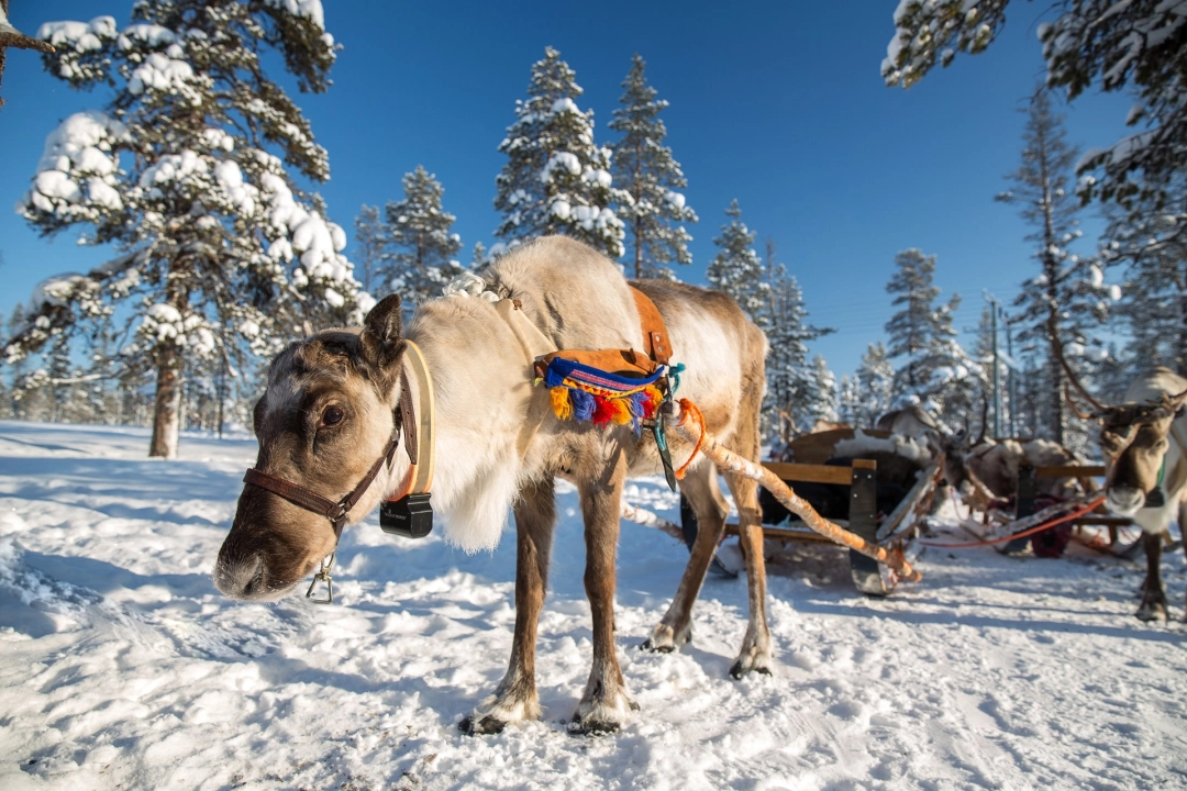 Vuelos a Rovaniemi (Laponia) 66€/persona y trayecto en noviembre