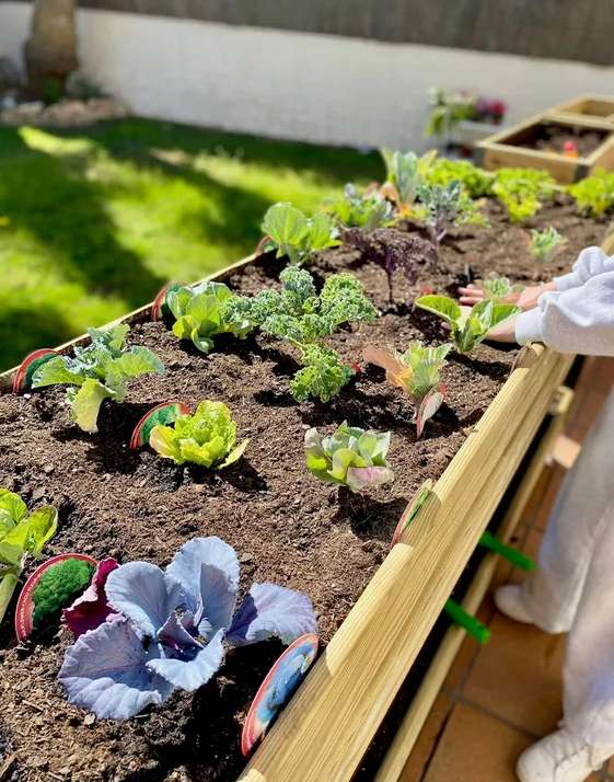 Kit De Huerto Grande Kit Huerto Urbano 120x80 Cm Kit De Huerto Grande Kit Huerto Urbano 120x80 Cm