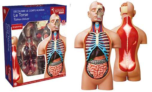 Anatomía del Torso Humano - Modelo Realista de 54 Piezas - 40 cm - Torso + Elementos Desmontables + Base - Kit de Descubrimiento