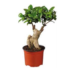 Ficus Ginseng (50 cm, con maceta) [A partir de 25/05 en tienda]