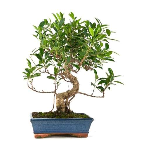 Bonsái Ficus retusa 10 años Mistral Bonsai (Disponibilidad según ubicación)