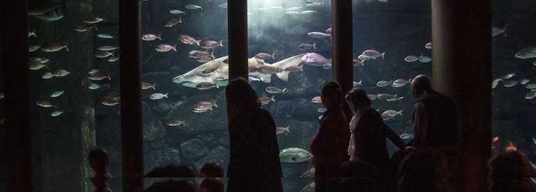 Días con entrada gratis en Aquarium Finisterrae, La Casa de las Ciencias y Domus, (A Coruña)