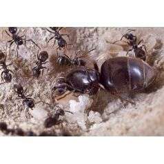 Hormigas gratis pagando gastos de envío