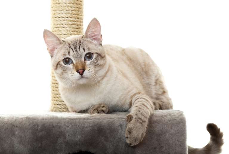 Rascadores Para Gatitos Recopilación + Envío Gratis