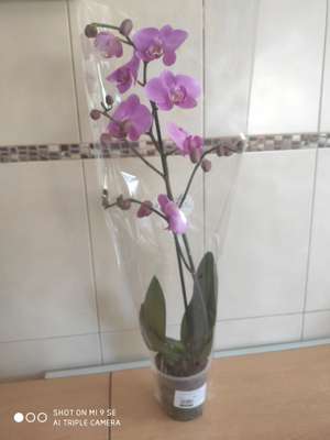 Orquídeas a 5.99 en el VERDECORA( Zaragoza)