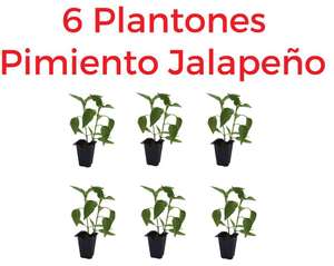 6 Plantones pimiento Jalapeño o Serrano picante