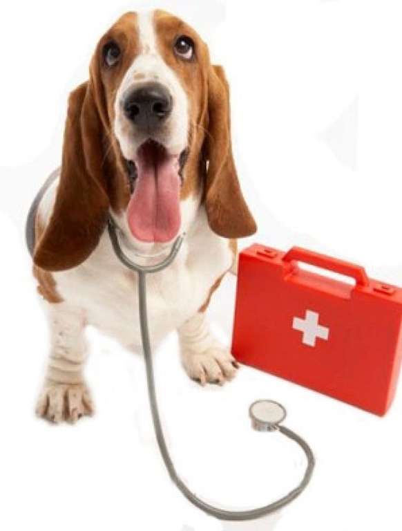 Taller Primeros auxilios para perros. Tú puedes salvarle la vida. Gratuito