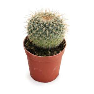 Surtido de cactus