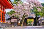 11 días por Japón: Vuelos + hoteles + traslados + seguro
