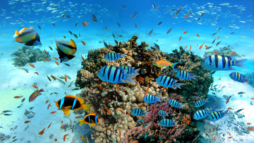 ALL INCLUSIVE en el Mar Rojo. Viaje a Hurghada, EGIPTO, con VUELOS+7 NOCHRS en resort 4* con parque acuático y Todo Incluido (nov-dic)