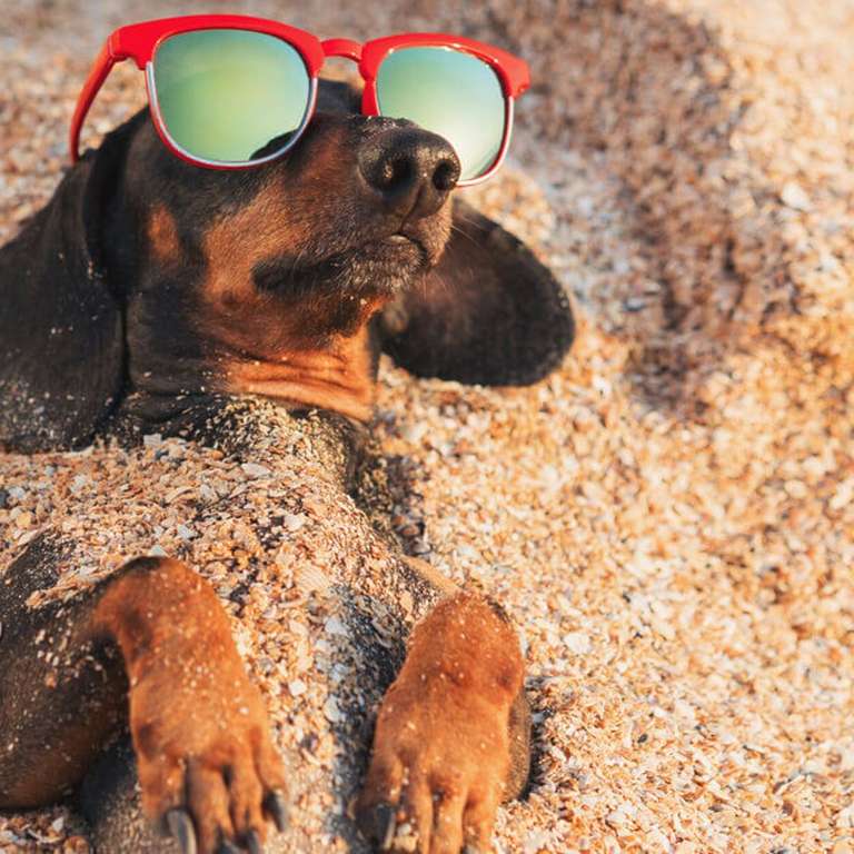 Agosto en 1ª Línea de Playa con tu Mascota desde 20€/noche (PxPm2)