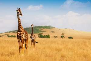 10 días de safari y playa en Kenia Circuito por Kenia con vuelos, hoteles, traslados, actividades y algunas comidas po 1699€ Pxpm2 noviembre