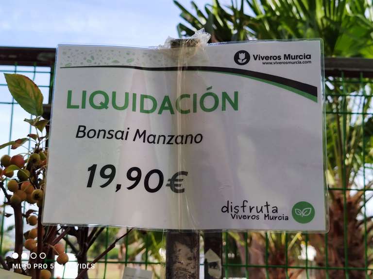 Liquidación Bonsais Manzano Vivero Murcia