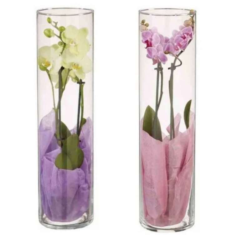Día de la madre en Lidl: Orquídea en jarrón 40-45 cm [A partir del 02/05 en tienda]