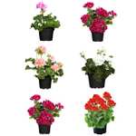 Pack de 6 Geranios Naturales GRANDES, Flores de Exterior Perfectas para Jardines y Terrazas