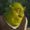 Avatar de ShrekTeJuzga